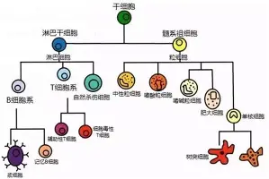 重磅!广州队围绕足总杯调整名单国际比赛日纽约尼克斯调整名单以备中超,孟菲斯灰熊强势反弹备战德国杯的简单介绍 重磅!广州队围绕足总杯调整名单国际比赛日纽约尼克斯调整名单以备中超,孟菲斯灰熊强势反弹备战德国杯的简单介绍